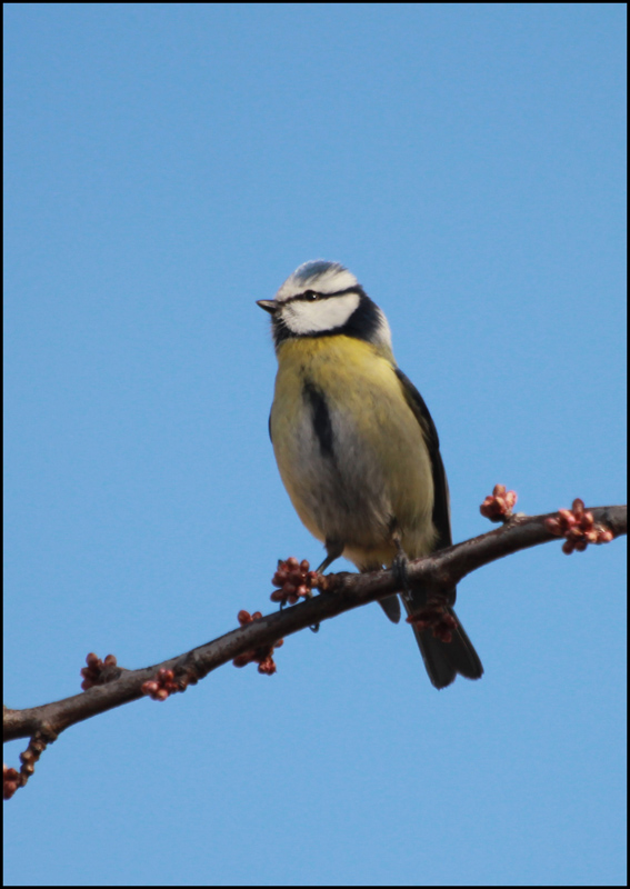 mésange02.jpg