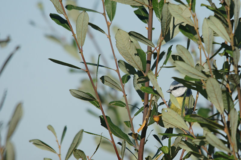 mésange bleue f.jpg