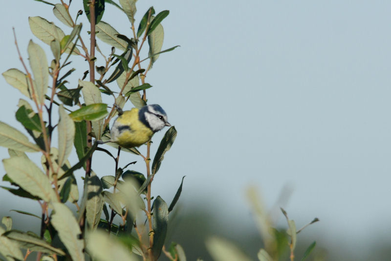mésange bleue f2.jpg