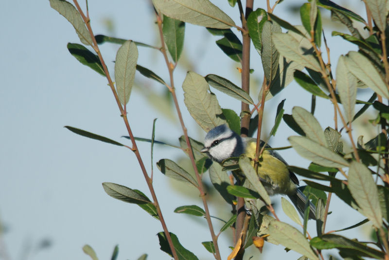 mésange bleue f3.jpg