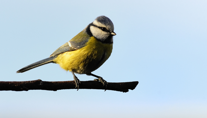 Mésange bleue 1_Concours.jpg