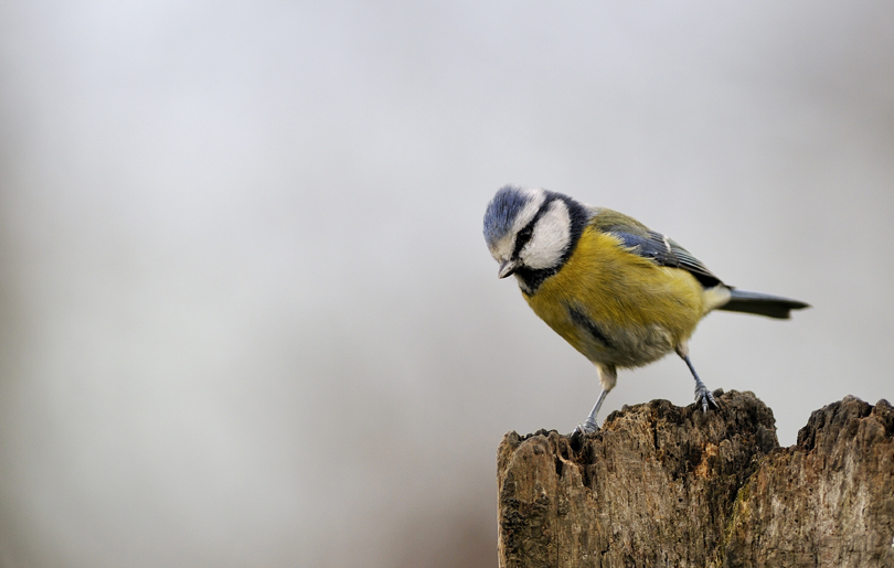 Mésange bleue 3_Concours.jpg