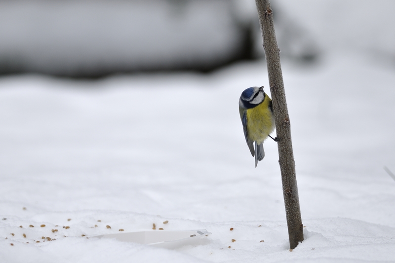 Rantz_20101203_15a.jpg