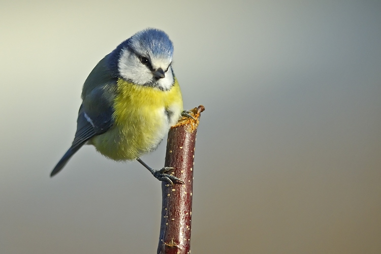 Bleue1.jpg