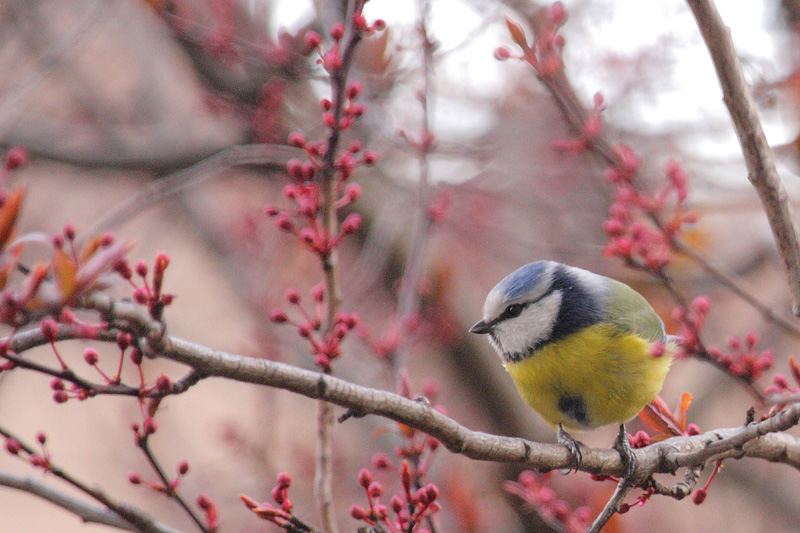 Mésange bleue I&N copie.jpg