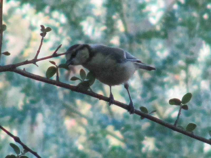 Mésange bleue.jpg