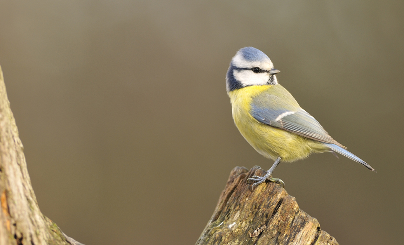 Mésange bleue 2_Concours.jpg