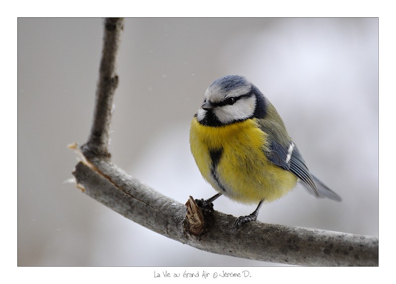 mésange bleue (2).jpg