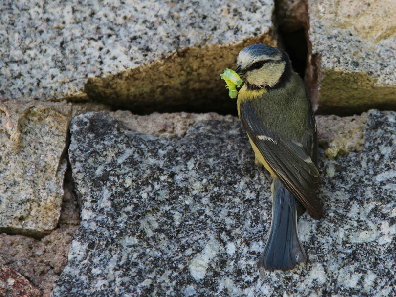 Mésange Bleue -2.jpg
