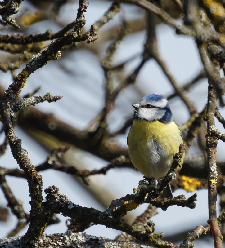 mésange bleue 1 IN.jpg