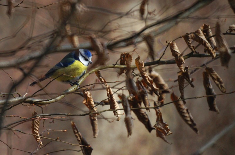 mésange bleue  2 IN.jpg