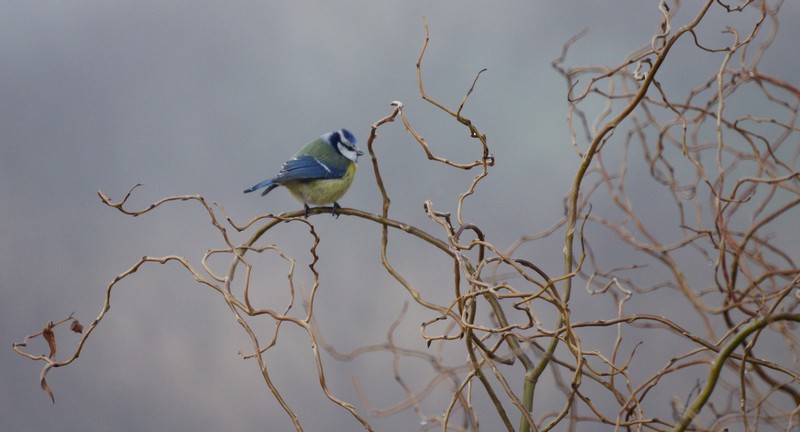 mésange bleue 3 IN.jpg