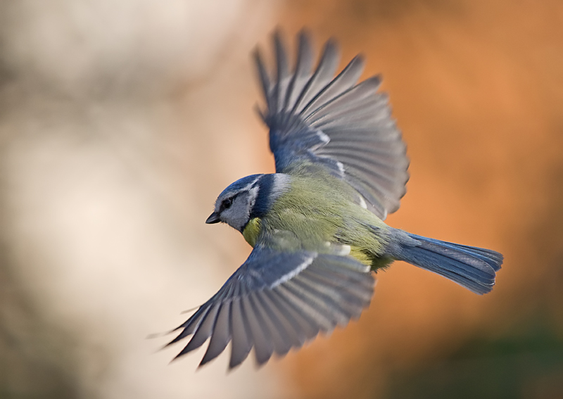 mesange bleue   0157.jpg