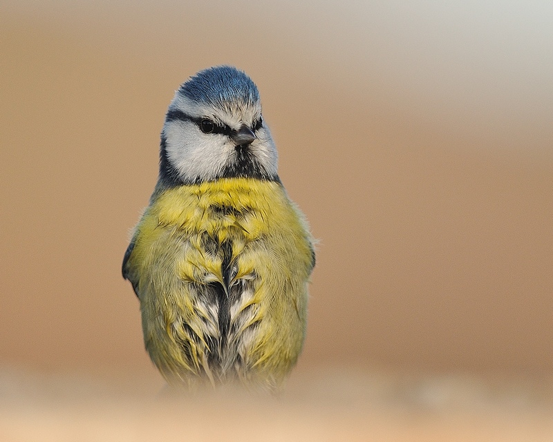 Mésange Bleue (1).jpg