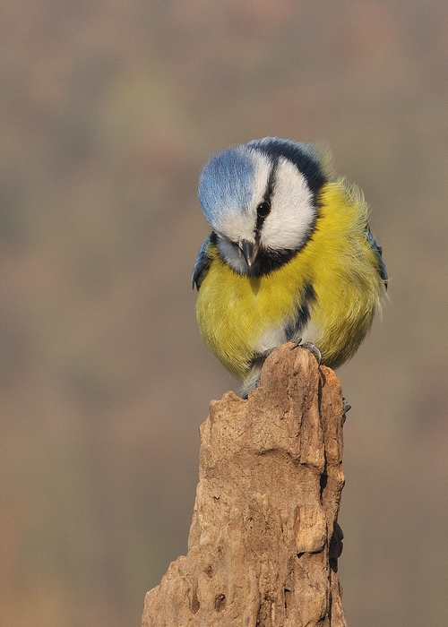 Mésange Bleue (2).jpg