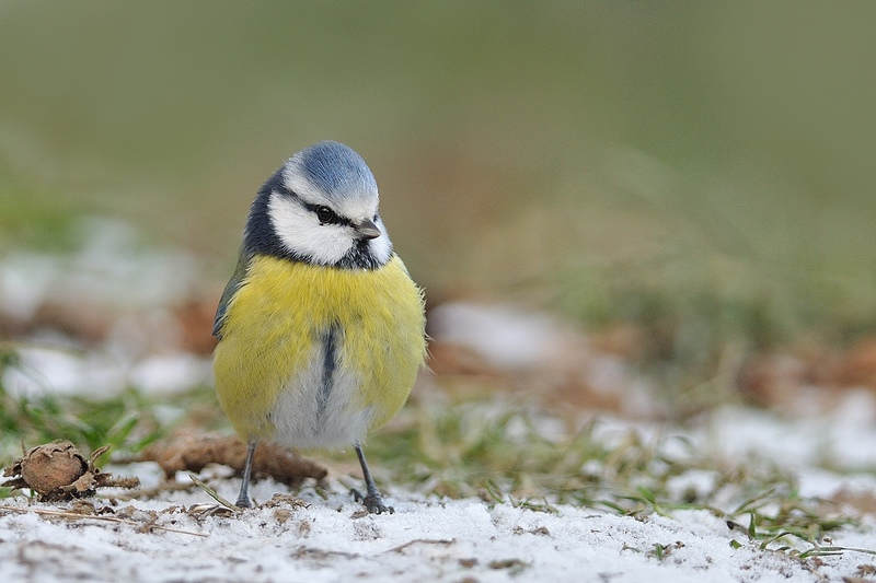 Mésange Bleue(3).jpg