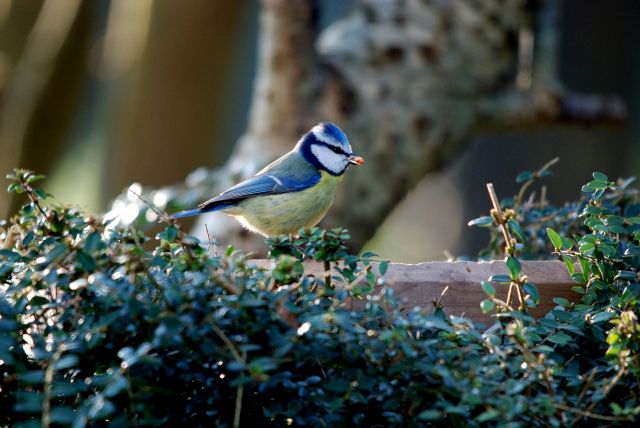 mesangebleue0001.JPG