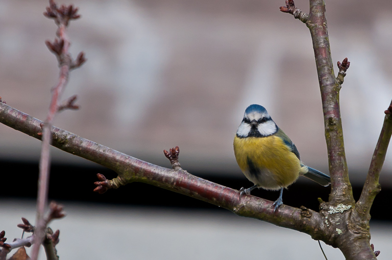 Mésange-2.jpg