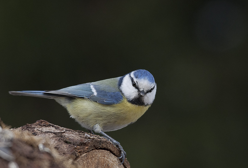 IMG_9673-Edit.jpg