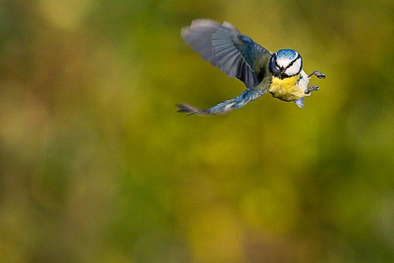IMG_7379.jpg