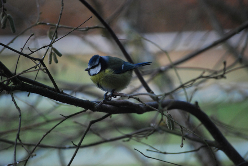 Mésange bleue.jpg