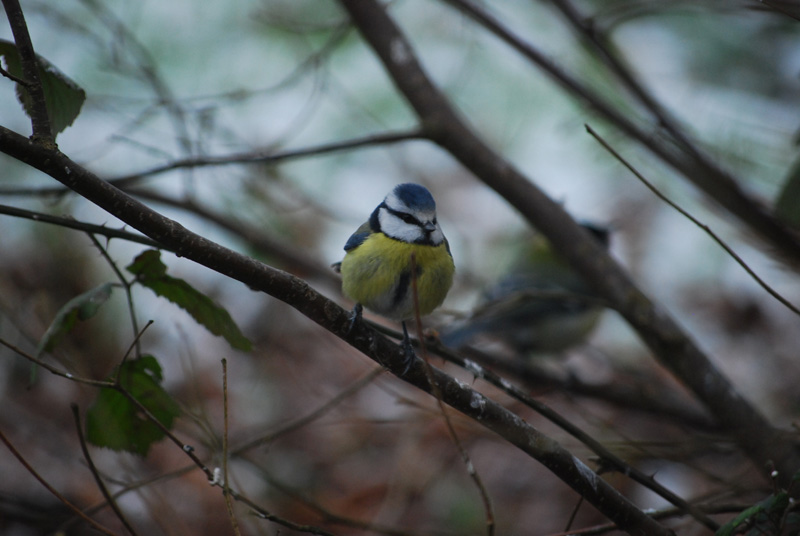 Mésange bleue 3.jpg