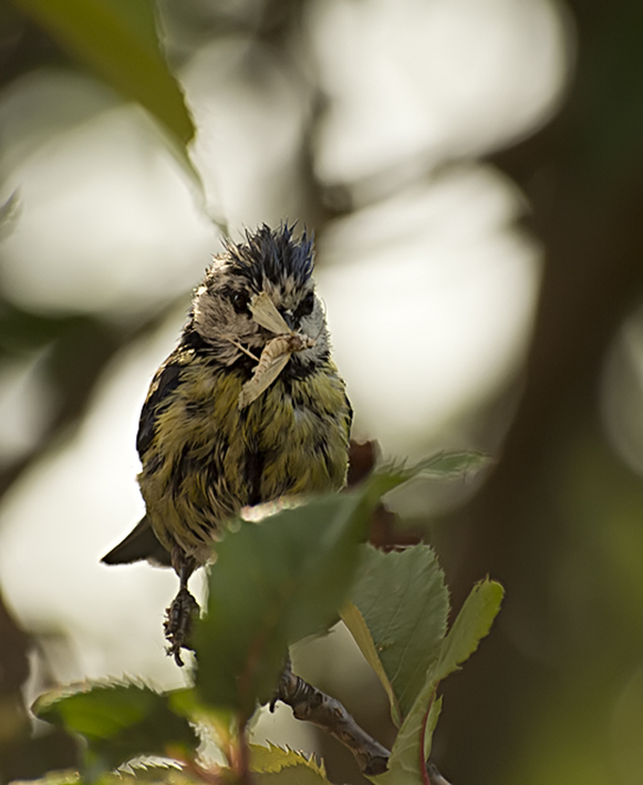 Mésange 2.jpg