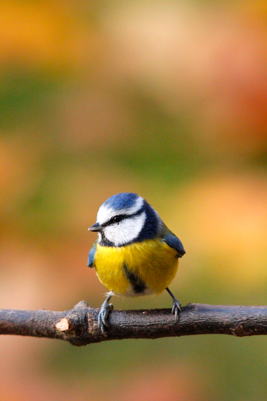 mésange-bleue.jpg