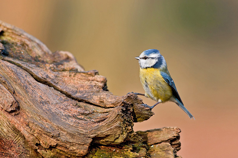 LA BELLE BLEUE.jpg