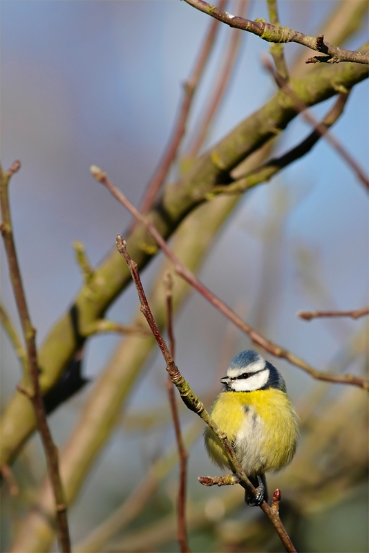 Mésange Bleue 1.jpg