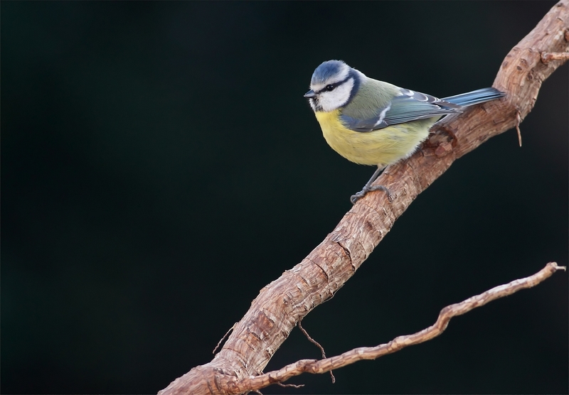 Mésange Bleue 2.jpg