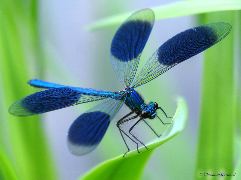 calopteryx4677.jpg