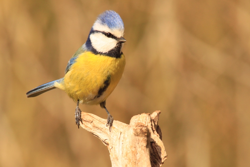 Mésange Bleue (4).jpg