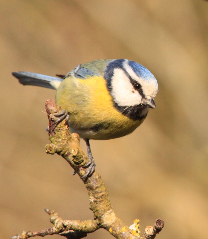 Mésange Bleue (5).jpg