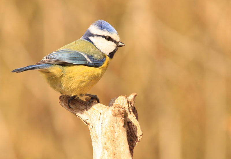 Mésange Bleue (6).jpg