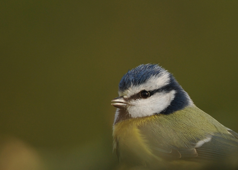Mésange2.jpg