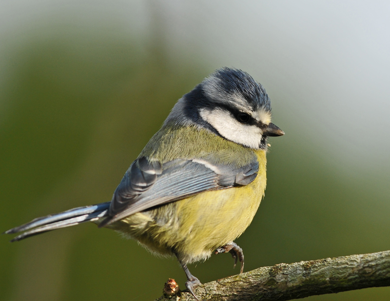 Mésange1.jpg