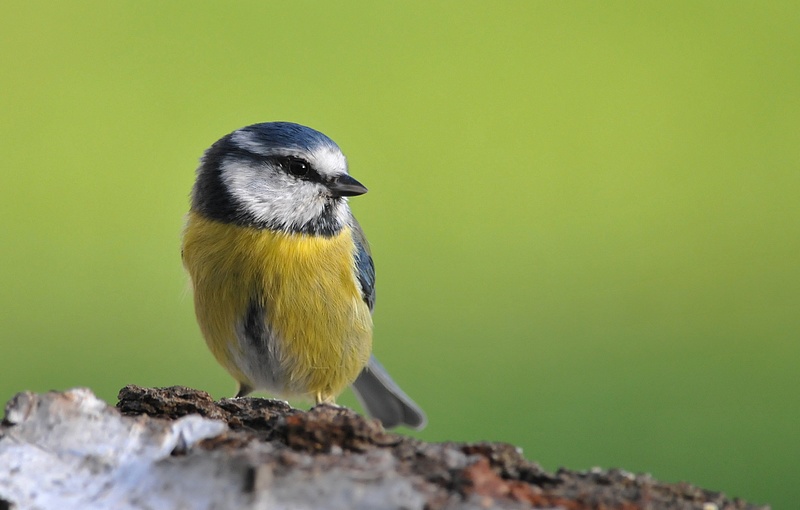 Mésange bleue (8).JPG