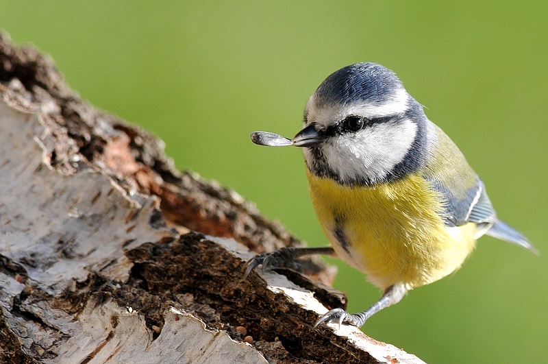 Mésange bleue (16).JPG