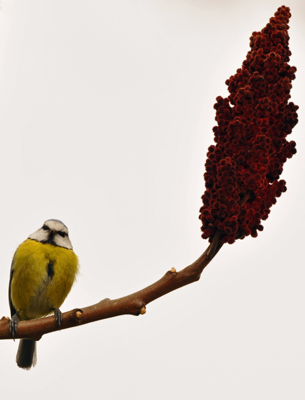 Mésange3.jpg