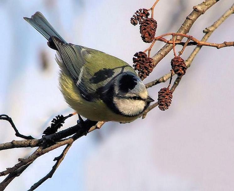 mésange 2.jpg