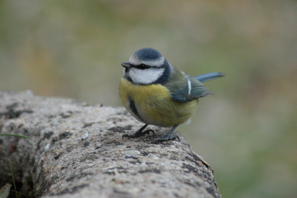 Mésange_bleue_C2.jpg