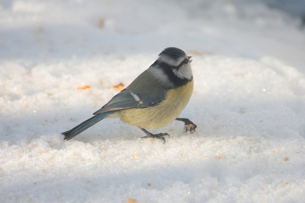 Mésange_bleue_C3.jpg