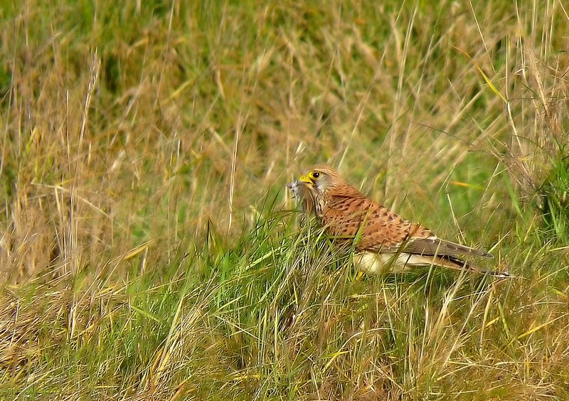 Faucon crécerelle.jpg