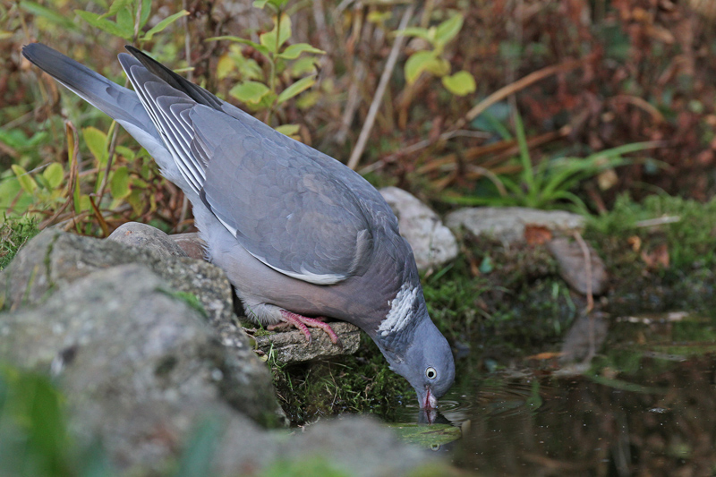 Copie-de-IMG_4563.jpg