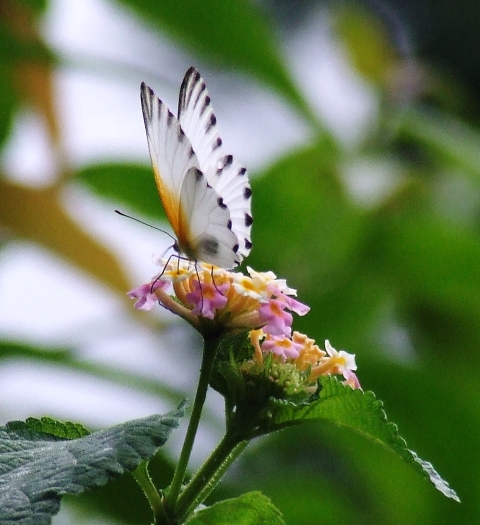 papillon CI.JPG