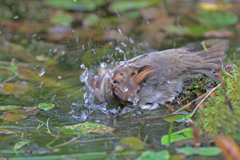 Moineau-domestique-M-au-bai.jpg