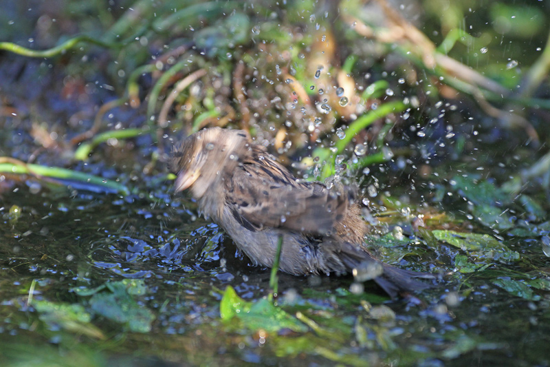 Moineau-domestique-F-au-bai.jpg