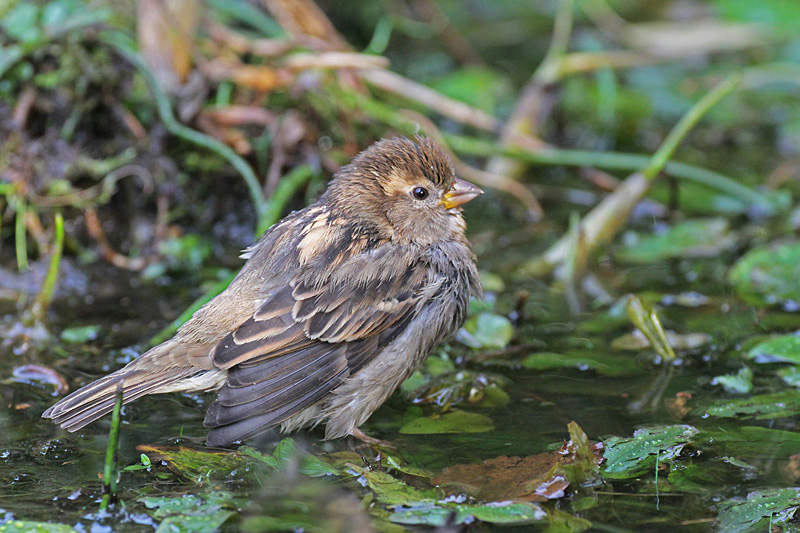 Moineau-F-au-bain-6.jpg