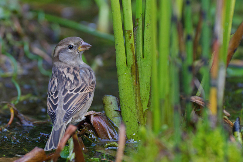 Moineau-domestique-F-au-bai.jpg